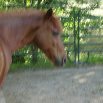 Cantrell Farm - Horseback Riding Near Me - Mills River, North Carolina