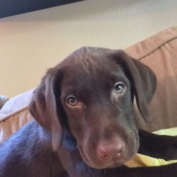 Gig Harbor Veterinary Hospital - Veterinarians Near Me - Gig Harbor, Washington