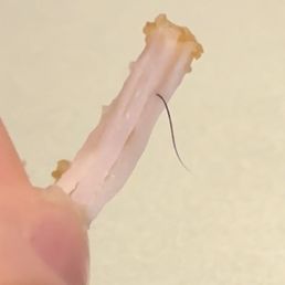 A human hair inside the chicken A human hair inside the chicken
