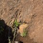 Photo of Red Rock Spring