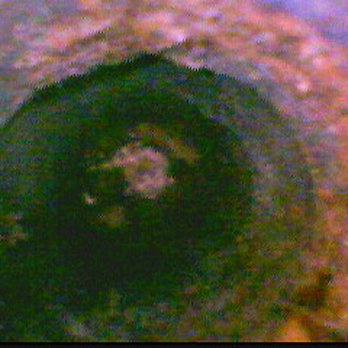 Classic Firearms - A view inside the bore with a borescope - Guns & Ammo Near Me - Monroe, North Carolina
