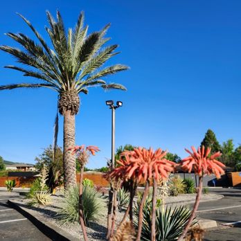 REVIVE - Swimming Pools Near Me - Sonoma, California REVIVE - Swimming Pools Near Me - Sonoma, California