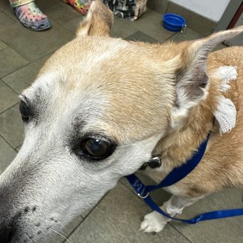 VCA ARBORETUM VIEW ANIMAL HOSPITAL - Updated September 2025 - 63 Photos