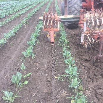 Terra Verde Farms - Pick Your Own Farms Near Me - Everson, Washington
