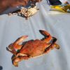 Archar Seafood gift card