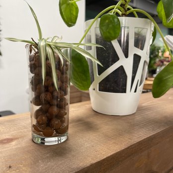 Plantoem - Cafes Near Me - Honolulu, Hawaii