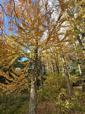 Gothenburg Botanical Garden by null