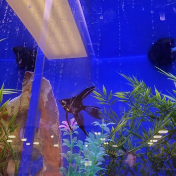 PetSmart - Pet Training Near Me - Kissimmee, Florida