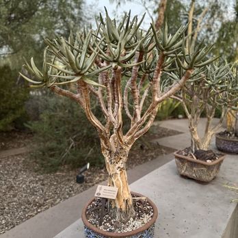 Desert Botanical Garden - Botanical Gardens Near Me - Phoenix, Arizona