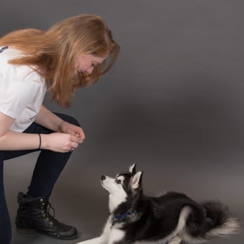 Puptagon - Reward based training can be fun for everyone! - Pet Training Near Me - Washington, DC, District of Columbia Puptagon - Reward based training can be fun for everyone! - Pet Training Near Me - Washington, DC, District of Columbia