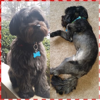 Mary's Grooming Station - I just asked for a trimming and that's what they did on the 2nd pic. Never again. - Pet Groomers Near Me - Augusta, Georgia Mary's Grooming Station - I just asked for a trimming and that's what they did on the 2nd pic. Never again. - Pet Groomers Near Me - Augusta, Georgia