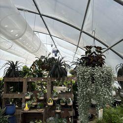 Carolina Seasons Nursery