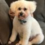 Photo of Dog's Best Friend