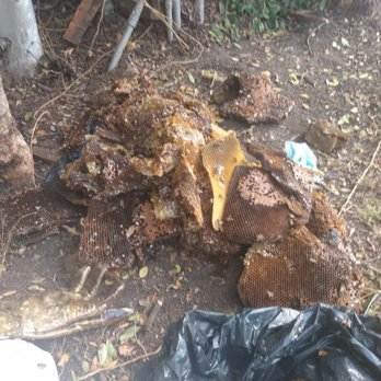 Busy Bee Removal - Honeycomb - Pest Control Near Me - Burbank, California