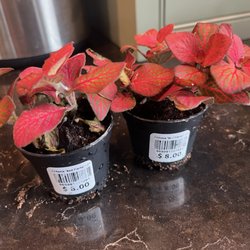 Peace Love and Happiness Club - Red nerve plants