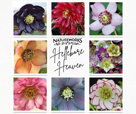 Natureworks by null