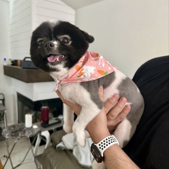 Vanity Fur Menifee - Adorable - Pet Groomers Near Me Vanity Fur Menifee - Adorable - Pet Groomers Near Me