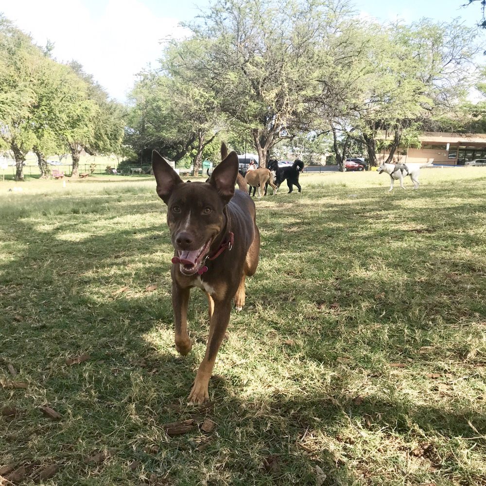 Diamond Head Bark Park - Dog Parks Near Me - Honolulu, Hawaii Diamond Head Bark Park - Dog Parks Near Me - Honolulu, Hawaii