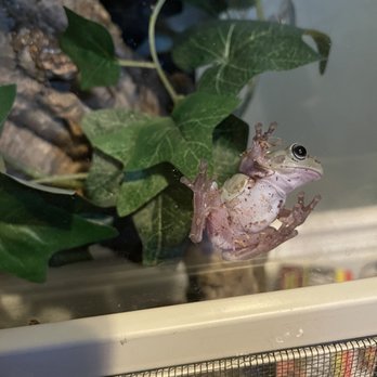 East Bay Vivarium - Whites tree frog I took home. - Reptile Shops Near Me - Berkeley, California East Bay Vivarium - Whites tree frog I took home. - Reptile Shops Near Me - Berkeley, California