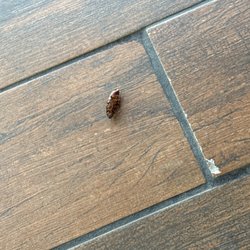 Domino's Pizza - Big cockroach