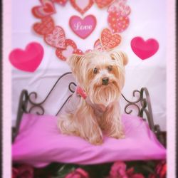 Quibus Paws