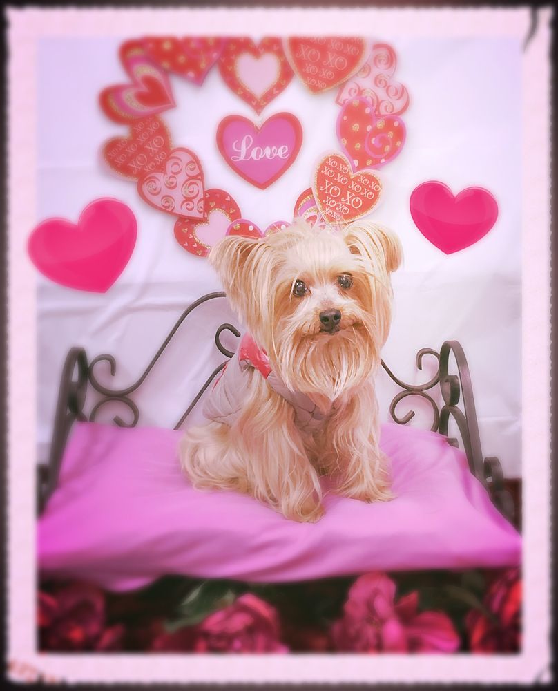 QUIBUS PAWS Updated September 2024 802 Pennington St, Elizabeth