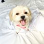 Photo of Allie's Pet Grooming NYC