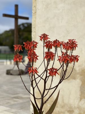 San Carlos Cathedral by null