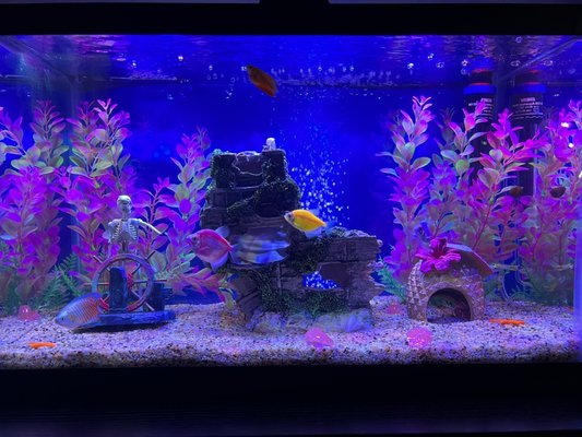 Photo of Aquatech Aquarium Service - Culver City, CA, US.