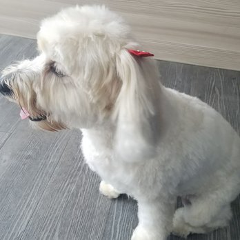 Princess & Dukes Pet Salon - Pet Groomers Near Me - Hialeah, Florida