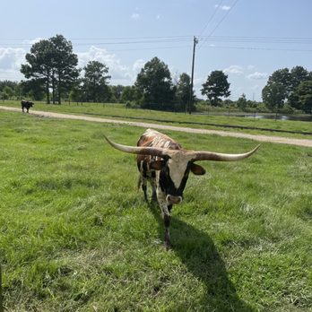 Oil Ranch - Longhorns and cows that you can feed from the hayride! - Amusement Parks Near Me - Hockley, Texas Oil Ranch - Longhorns and cows that you can feed from the hayride! - Amusement Parks Near Me - Hockley, Texas