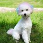 Photo of Platinum Paws Mobile Pet Grooming