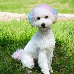Platinum Paws Mobile Pet Grooming