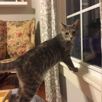 Citizen Canine Durham - Pet Sitting Near Me