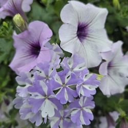 Homestead Country Market