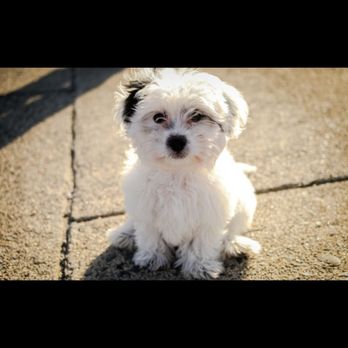 Golden Paws Spa & Grooming - Before - Pet Groomers Near Me - Bronx, New York