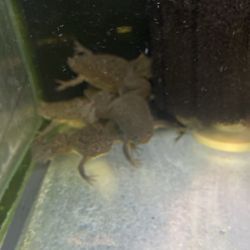 Animal Island Pet Shop - Clawed Frog