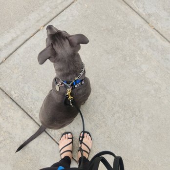 Rooted Dog Training - Pet Training Near Me