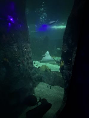 SEA LIFE Sydney Aquarium by null