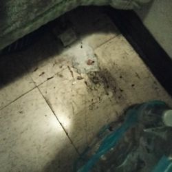 Olivia Isabel Manor - This is my room how much they don't care bugs and dirt all over the building.