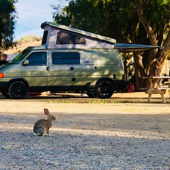 Mercey Hot Springs - Cottontail rabbit chilling at camp. - Resorts Near Me - Firebaugh, California