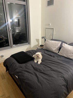 D is for Doggy - Daycare & Grooming by null