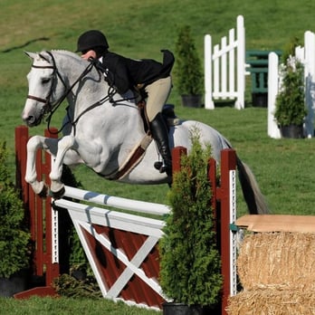 Silver Fox Horse Sales - The Legend - The Silver Fox - Horseback Riding Near Me - Langley, British Columbia