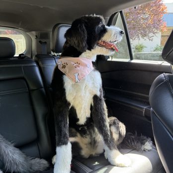 Grooming By Dee - Maisey - Pet Groomers Near Me - Vacaville, California