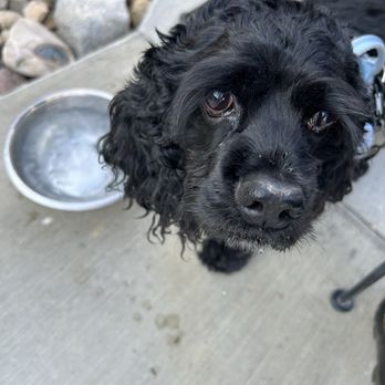 North Creek Grill - They even gave our dog ice water - New American Near Me - Escalante, Utah