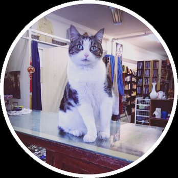 SPCA Thrift Store - This is Charlie. He lives in the store. And he is one of the sweetest cats. you'll ever meet. - Thrift Stores Near Me - Vancouver, British Columbia