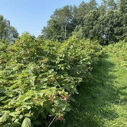 Old Frog Pond Farm - Raspberry picking