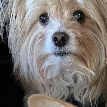 Castaic Pet Grooming - Same day before my Yorkie was groomed. - Pet Groomers Near Me - Castaic, California Castaic Pet Grooming - Same day before my Yorkie was groomed. - Pet Groomers Near Me - Castaic, California