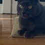 Photo of Just Cats Veterinary Hospital