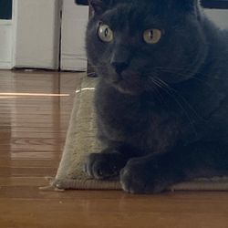 Just Cats Veterinary Hospital